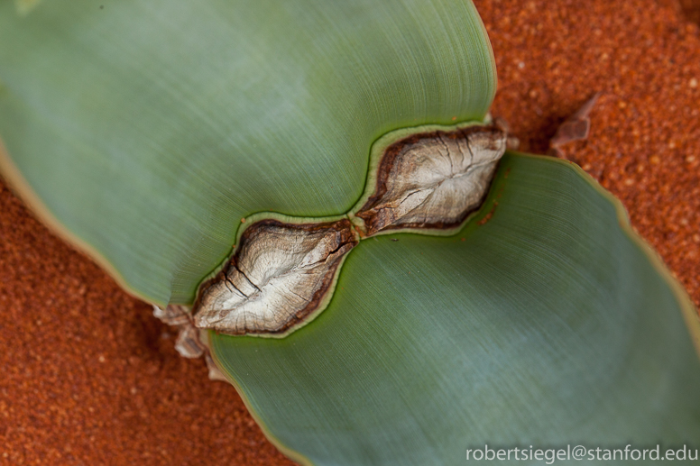 welwitschia